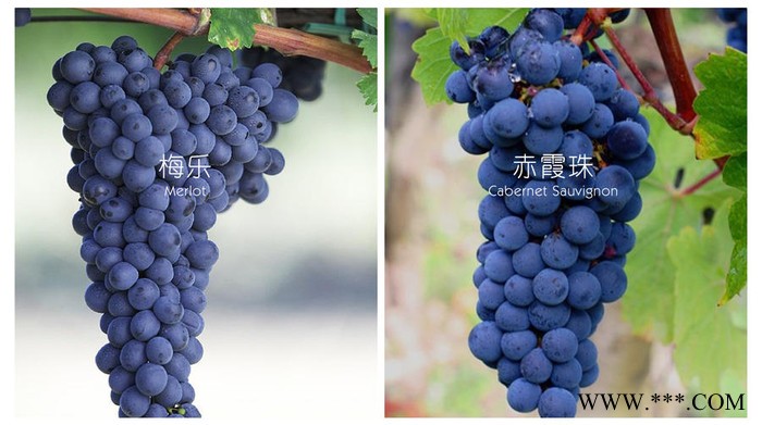 【碧砂堡】贝杰克红葡萄酒 湖南进口红酒招商代理图4