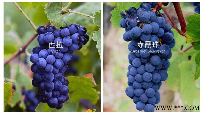 美图兰堡智利西拉葡萄酒 红酒 江门红酒代理图2