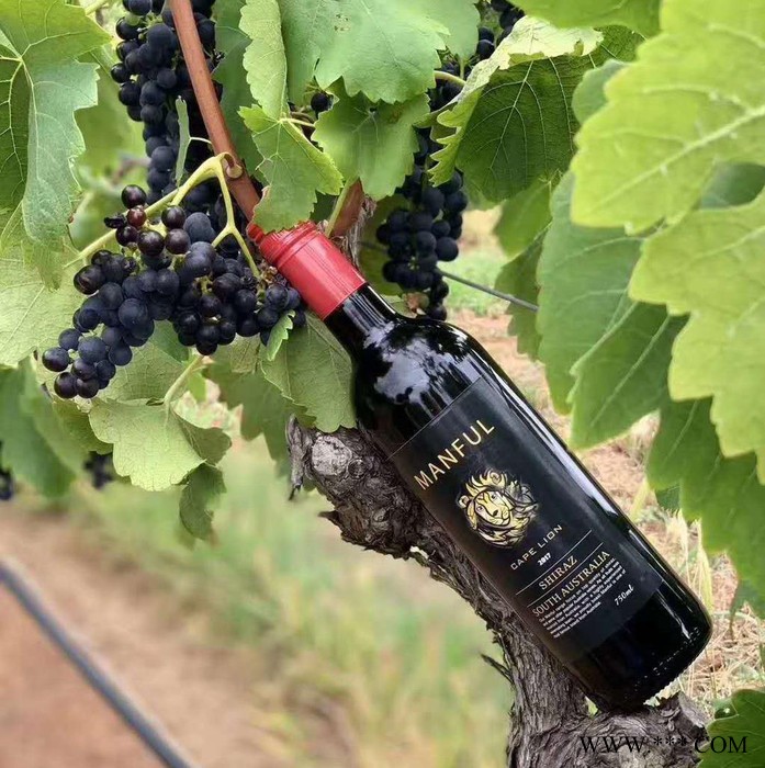 供应**原瓶进口红酒 满福·开普狮 西拉干红葡萄酒干红 进口红酒葡萄酒西拉 干红葡萄酒 欢迎来电咨询图2