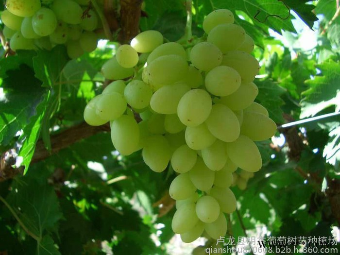 酒店葡萄酒 秦皇岛卢龙明杰葡萄酒干红图7