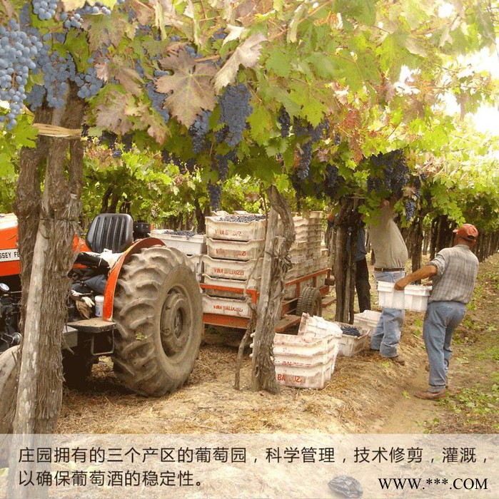美图兰堡METOLABO超葡萄酒智利红酒红酒招商红酒加盟红酒代理酒窖加盟酒庄直采 货源稳定 品**异 众多酒款 高性价比图5
