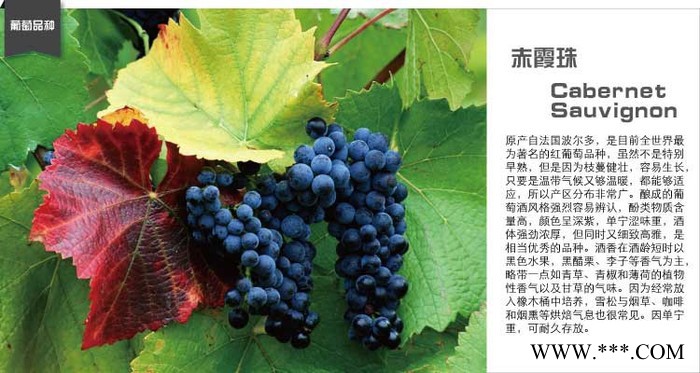 赤霞珠红葡萄酒750ml瓶装 智利原装进口干红葡萄酒图2