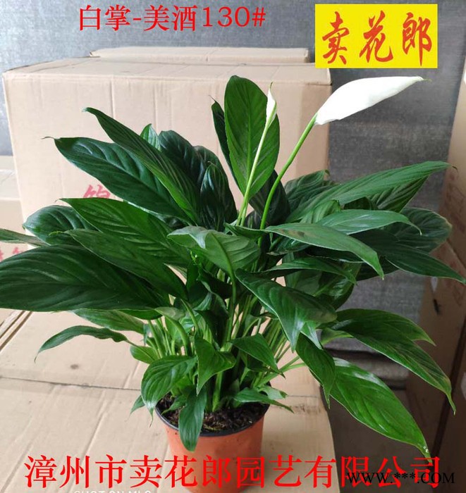 白酒红掌130# 卖花郎 漳州小盆栽图2