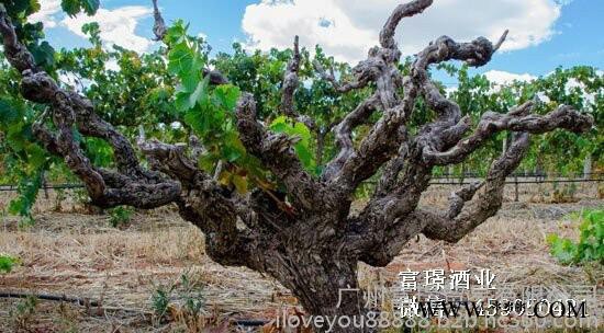 美国加州金熊红葡萄酒/广州进口红酒品牌批发公司/进口红酒批发/进口红酒团购/美国加州金熊红葡萄酒图3