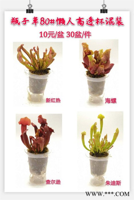 花卉苗木 白酒红掌130# 卖花郎 漳州小盆栽图2