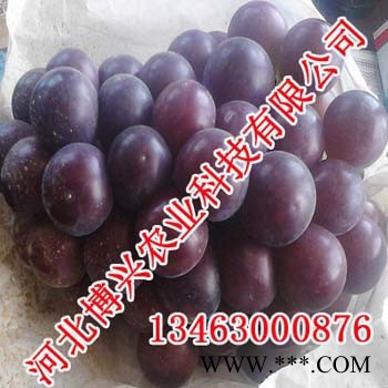 邯郸原汁原浆葡萄酒，河北博兴农业图2