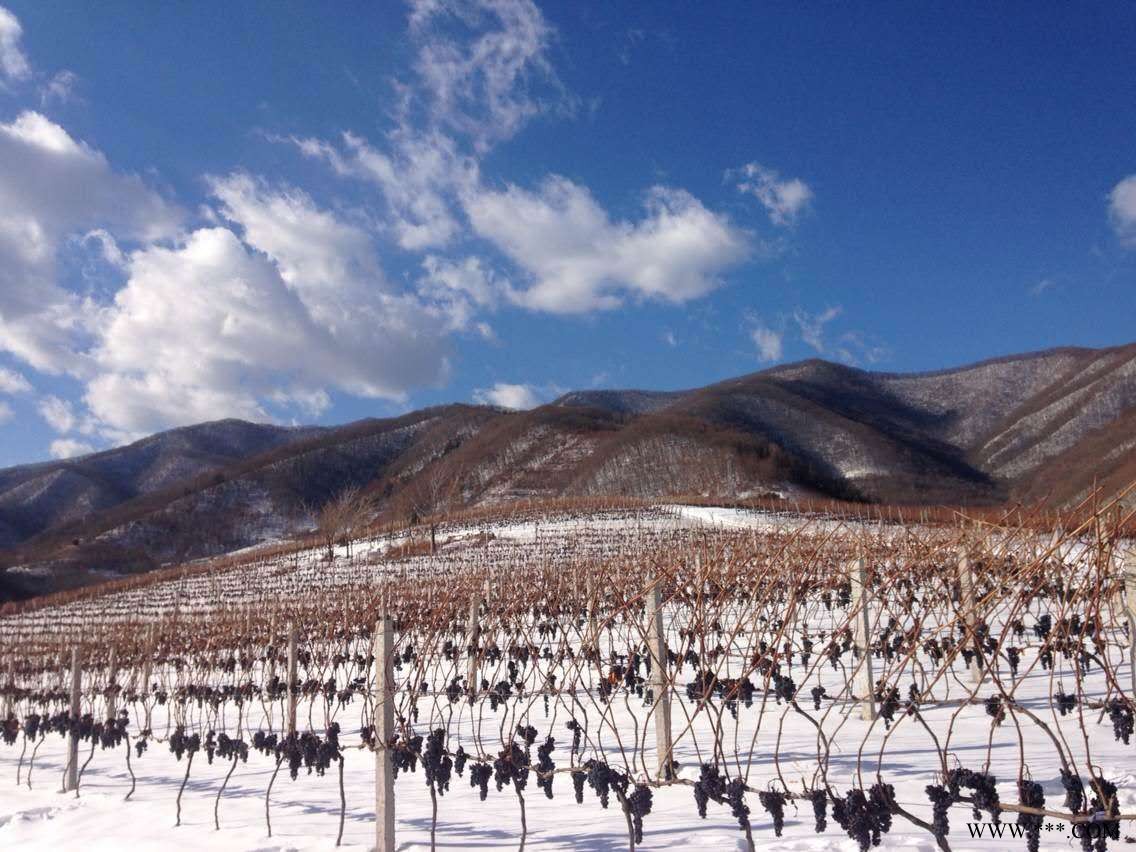 集安味道山葡萄酒 北冰红葡萄酒 集安冰葡萄酒图5
