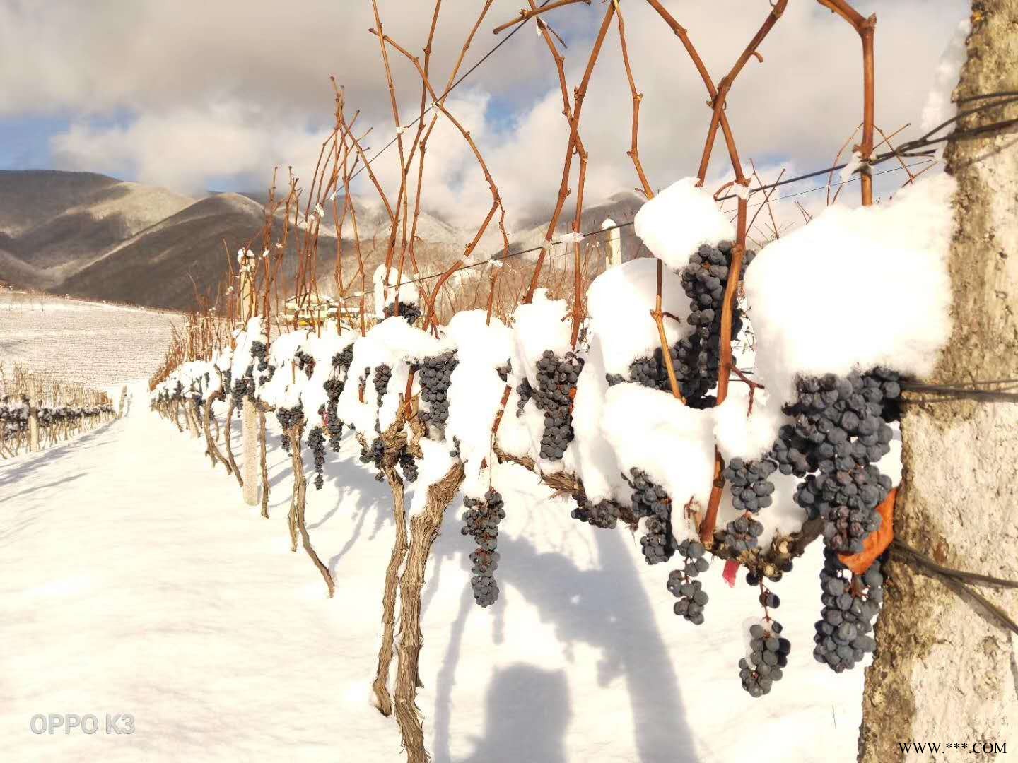 集安味道山葡萄酒 北冰红葡萄酒 集安冰葡萄酒图4