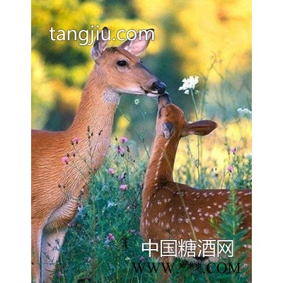 亲亲