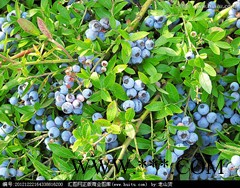蓝莓中的花青素的保健功能图1