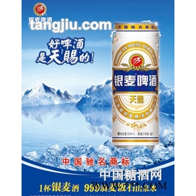 银麦啤酒金麦天赐-500ml