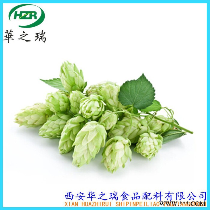 供应  啤酒花  香型颗粒  植物提取啤酒花  食品级苦花图2