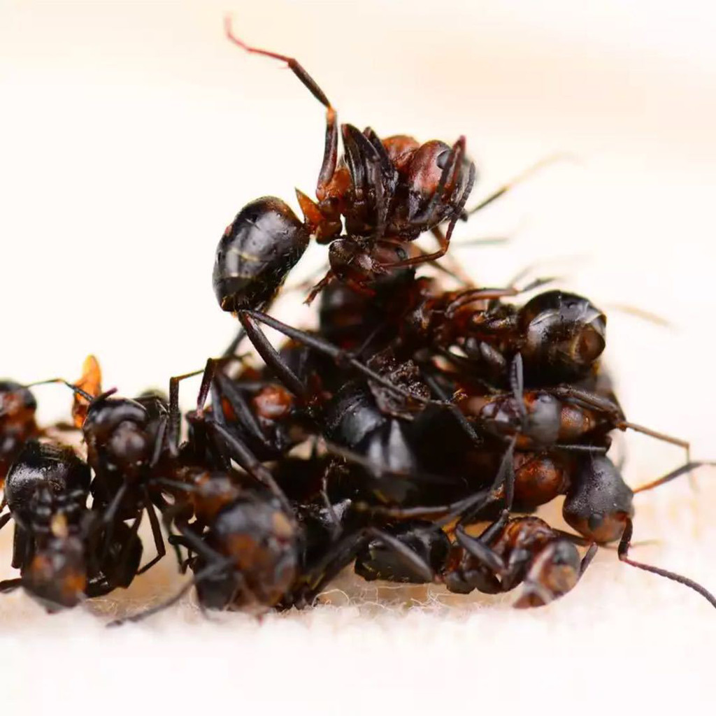 黑蚂蚁养生酒配方大全,拟黑多刺蚁一克多钱,长白山红蚂蚁黑蚂蚁