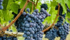 WINE NEWS丨1/5波尔多葡萄酒出口至中国、西班牙葡萄酒瓶成本或上涨70%...浏览收费1元/1条